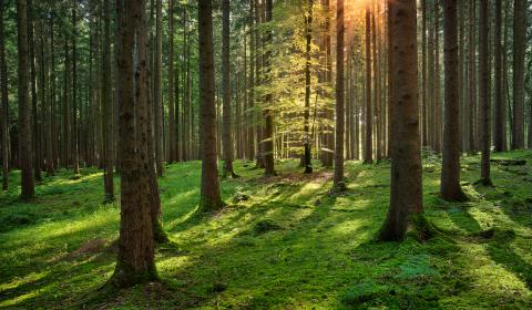 Inicjatywa Zrównoważone Leśnictwo